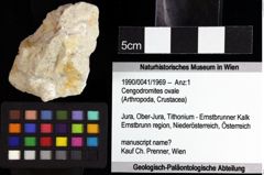 Foto (Objket + Etiketten) von Cengodromites ovale 